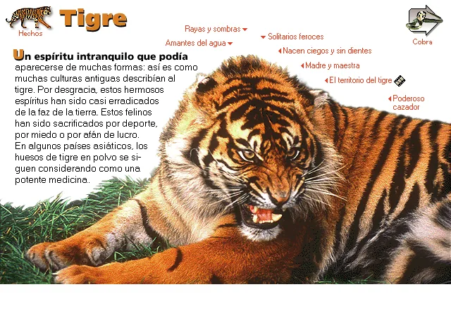 Tigre