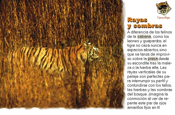Rayas y sombras