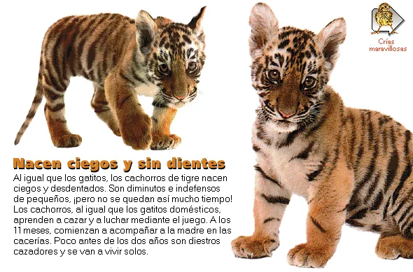 Nacen ciegos y sin dientes