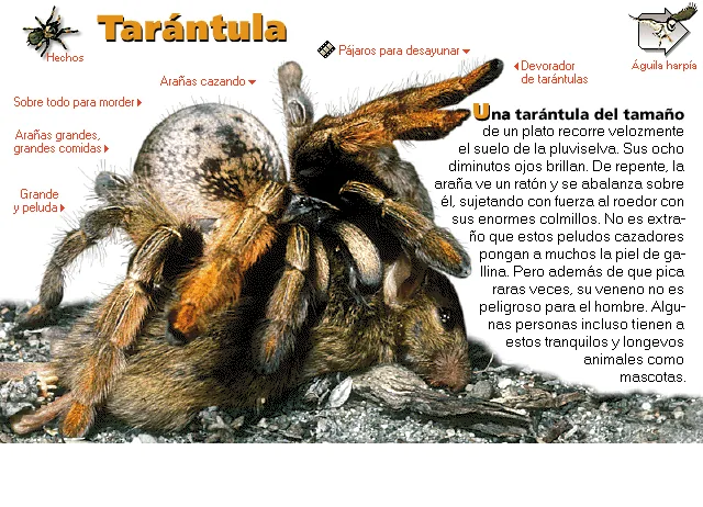 Tarántula