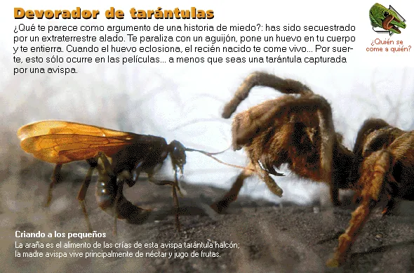 Devorador de tarántulas