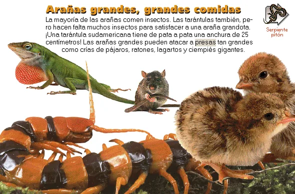 Arañas grandes, grandes comidas