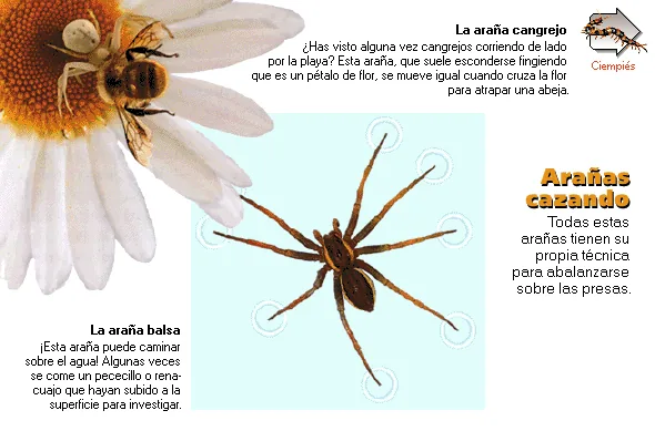 Arañas cazando
