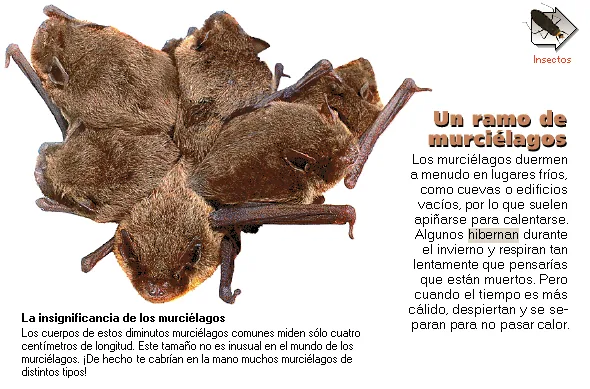 Un ramo de murciélagos