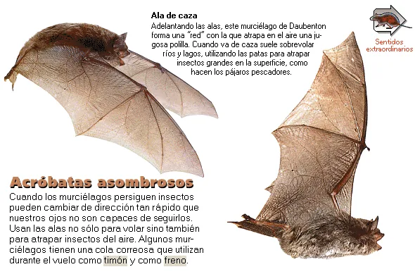 Acróbatas asombrosos