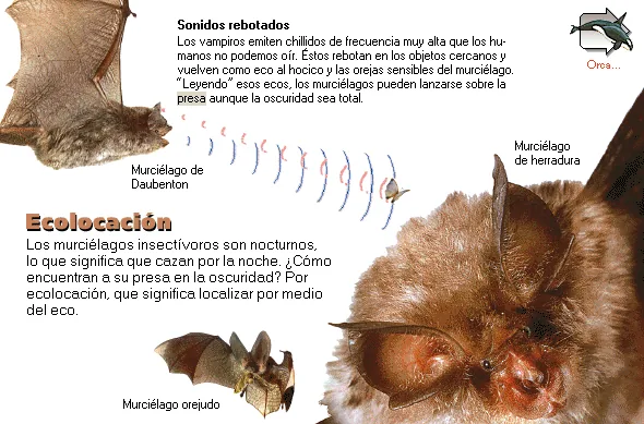 Ecolocación