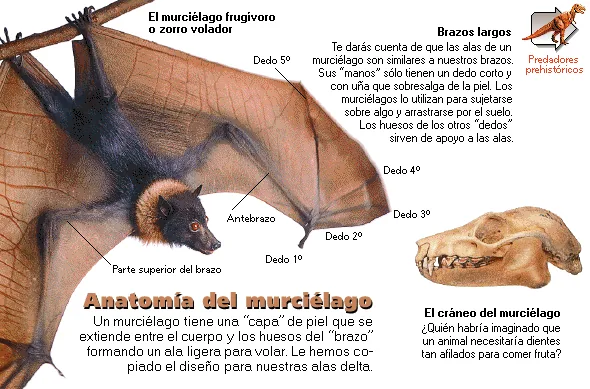 Anatomía del murciélago