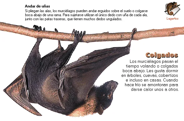 Colgados