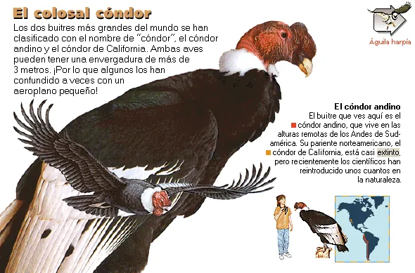 El colosal cóndor