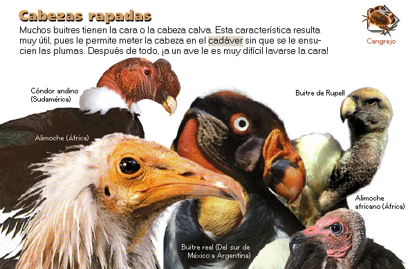 Cabezas rapadas