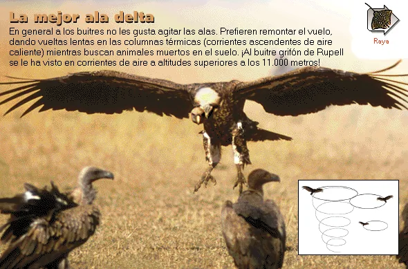 La mejor ala delta