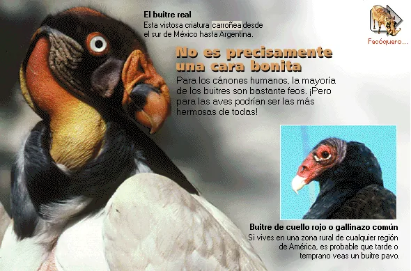 No es precisamente una cara bonita