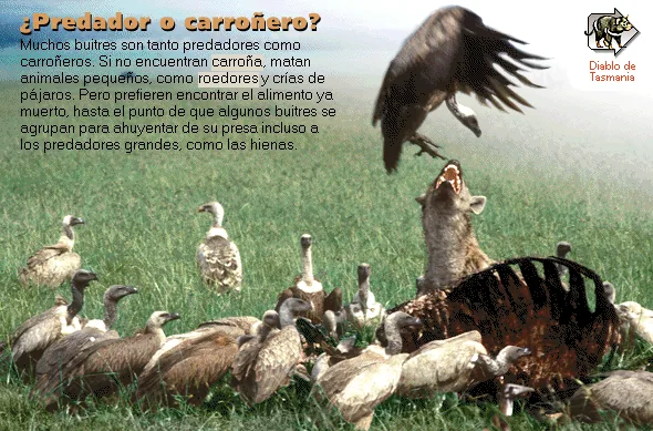 ¿Predador o carroñero?