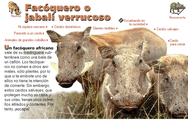 Facóquero o jabalí verrucoso