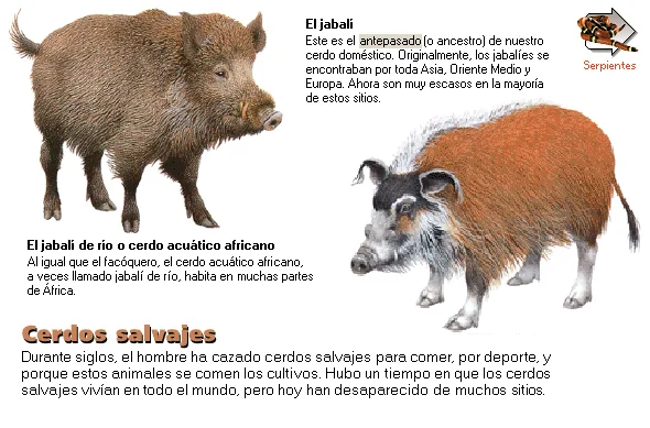 Cerdos salvajes