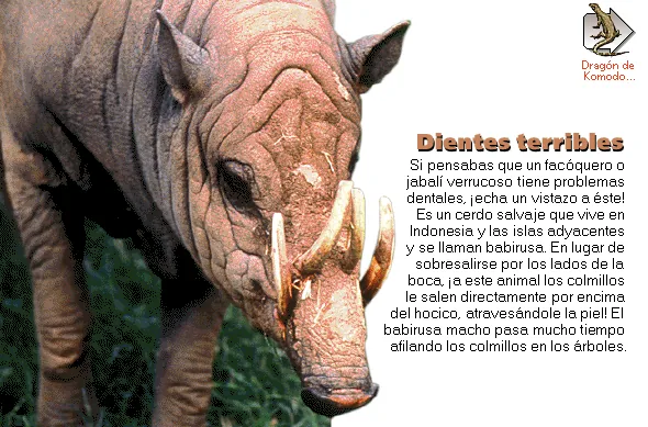 Dientes terribles