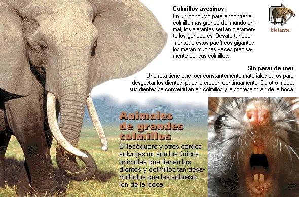 Animales de grandes colmillos