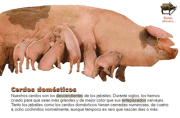 Cerdos domésticos