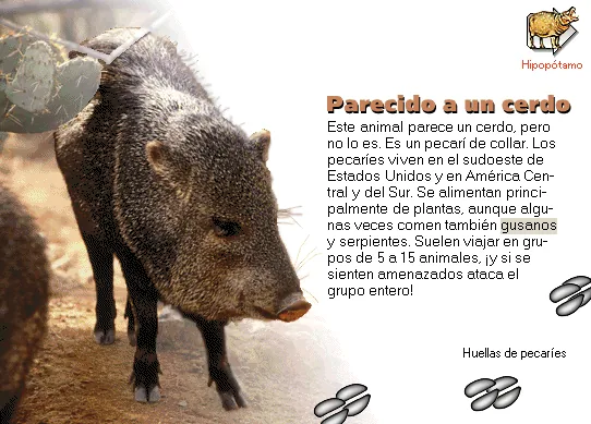 Parecido a un cerdo