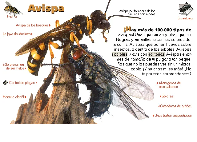 Avispa