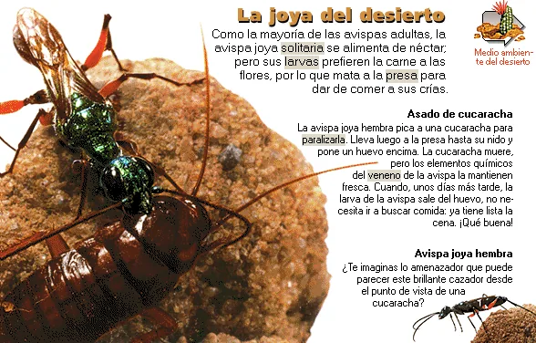 La joya del desierto