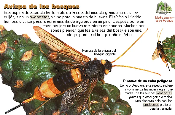 Avispa de los bosques