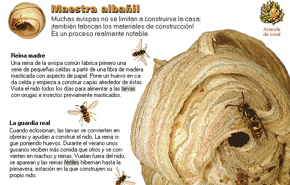 Maestra albañil