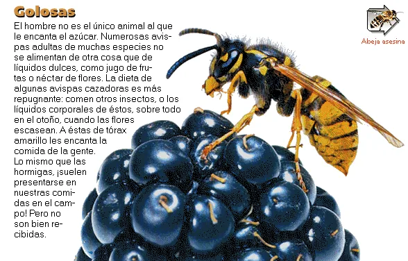 Golosas