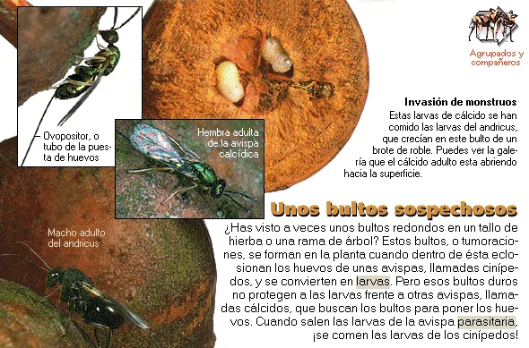 Unos bultos sospechosos