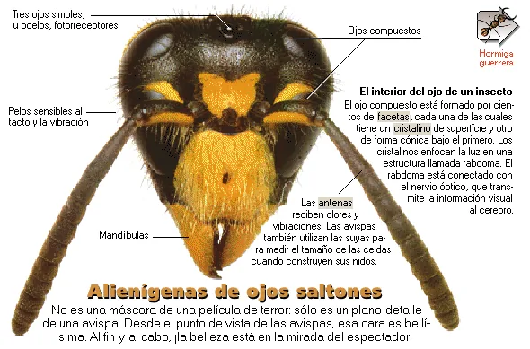 Alienígenas de ojos saltones