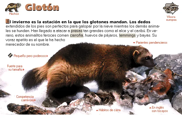 Glotón