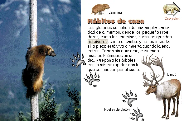 Hábitos de caza