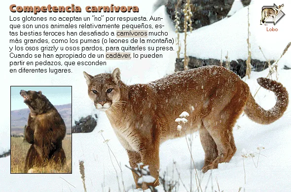 Competencia carnívora
