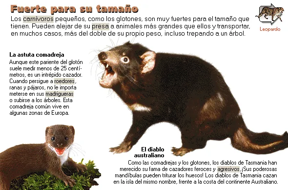 Fuerte para su tamaño
