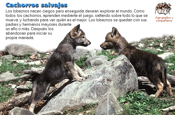 Cachorros salvajes