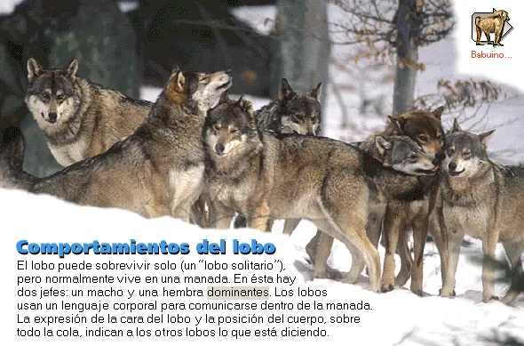 Comportamientos del lobo