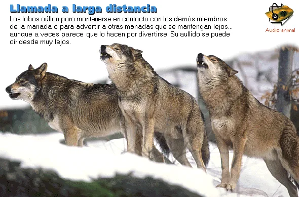 Llamada a larga distancia
