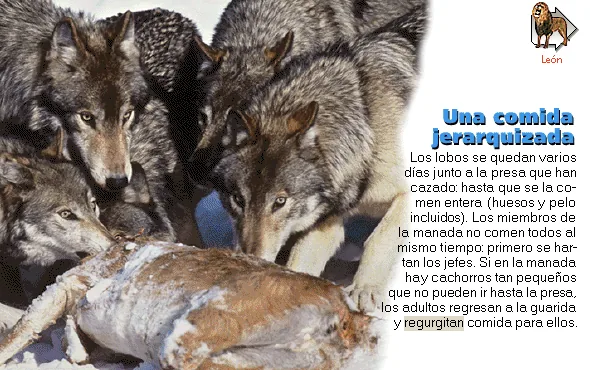Una comida jerarquizada