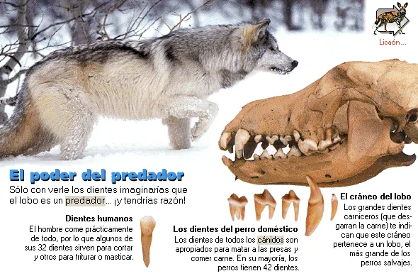 El poder del predador
