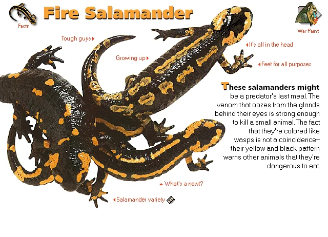 Fire Salamander