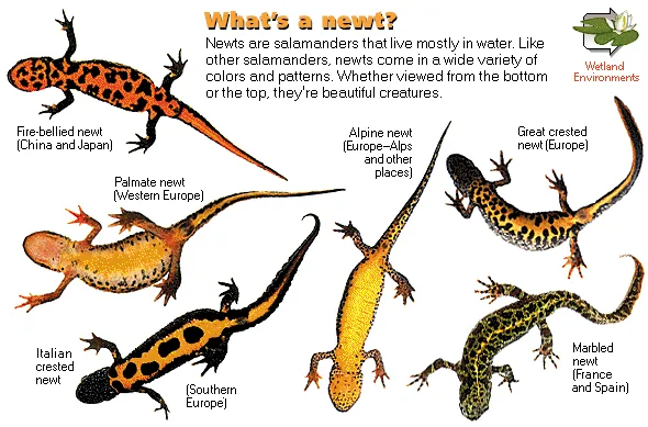 What's a newt?
