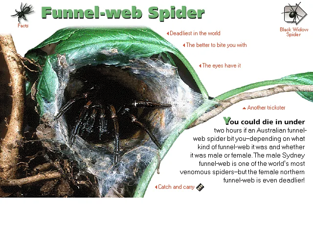 Funnel-web Spider