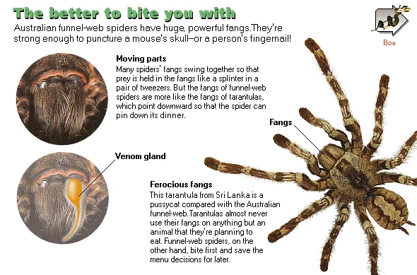 The better to bite you with