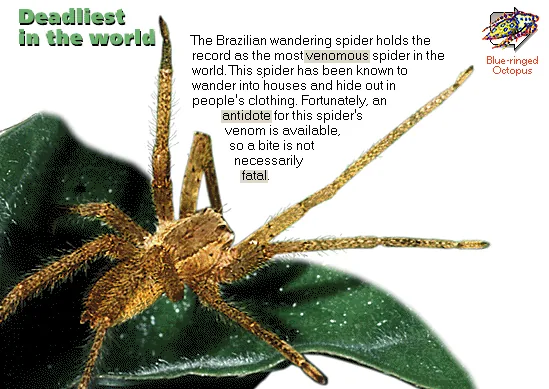 Deadliest in the world
