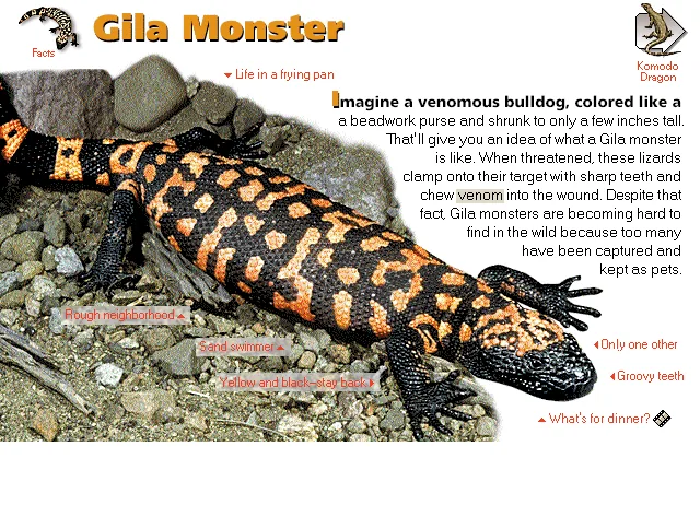 Gila Monster
