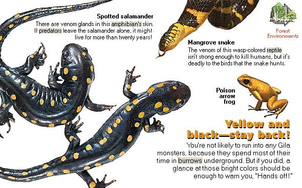 Yellow and black—stay back!