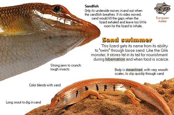 Sand swimmer