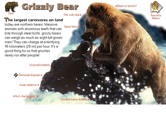 Grizzly Bear