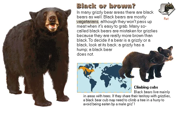 Black or brown?