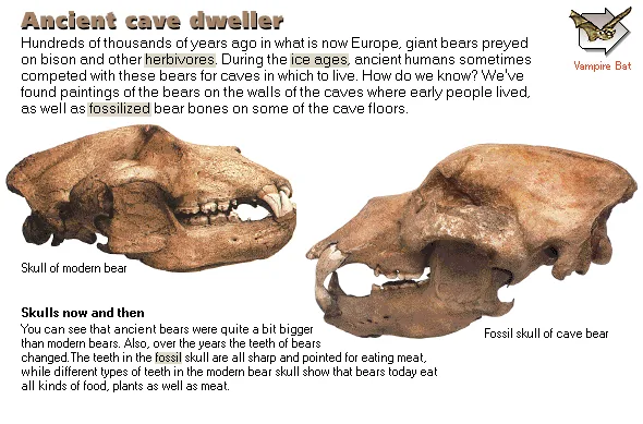 Ancient cave dweller